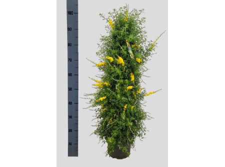 C. Genista x spachiana 23 Piramisos - VirágMarket